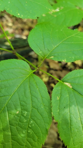 Wild sarsaparilla (Aralia nudicaulis)