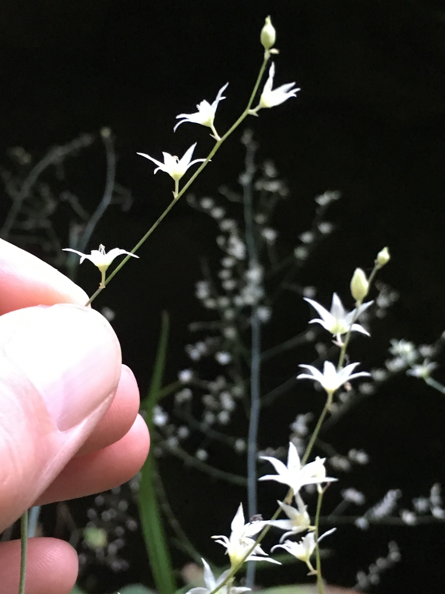 Stenanthium diffusum