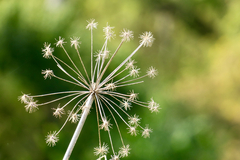 Angelica atropurpurea