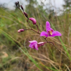 Bletia purpurea