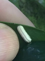 Pulvinaria camelicola