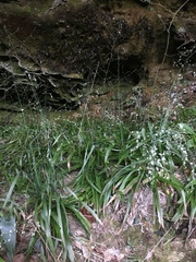 Stenanthium diffusum
