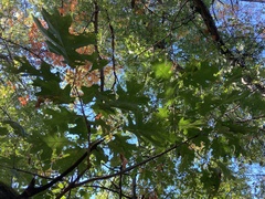 Quercus ellipsoidalis