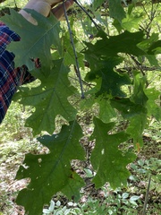 Quercus ellipsoidalis