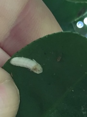 Pulvinaria camelicola