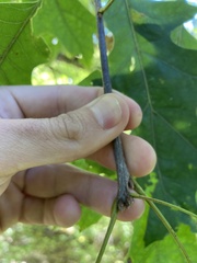 Quercus ellipsoidalis