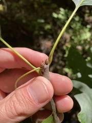 Quercus ellipsoidalis