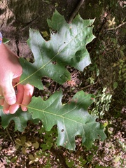 Quercus ellipsoidalis