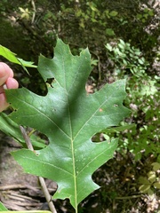 Quercus ellipsoidalis