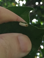 Pulvinaria camelicola