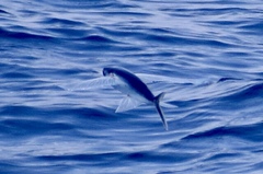 Cheilopogon