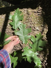 Quercus ellipsoidalis