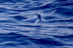 Cheilopogon