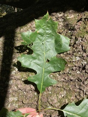 Quercus ellipsoidalis