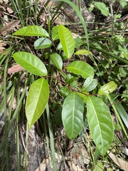 Glochidion ferdinandi