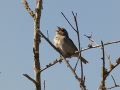 Ammodramus humeralis