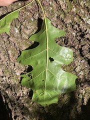 Quercus ellipsoidalis