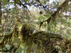 Abronia taeniata