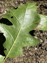 Quercus ellipsoidalis