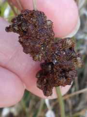 Juncus acutus