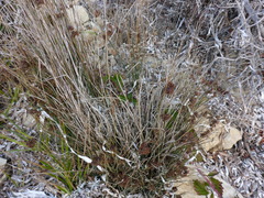 Juncus acutus