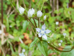 Swertia macrosperma