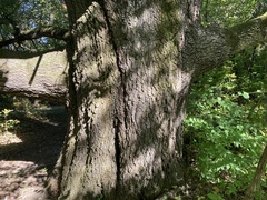Quercus ellipsoidalis