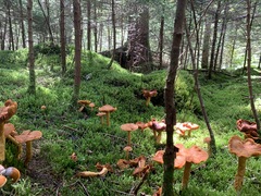 Aureonarius limonius