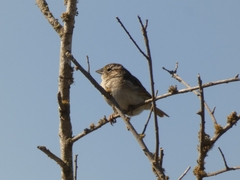 Ammodramus humeralis