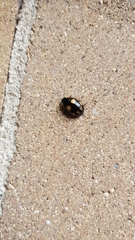 Paropsisterna sexpustulata