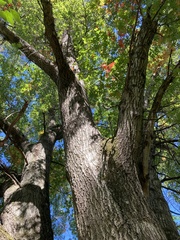 Quercus ellipsoidalis