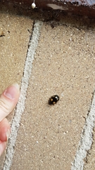 Paropsisterna sexpustulata