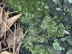 Brachytheciaceae