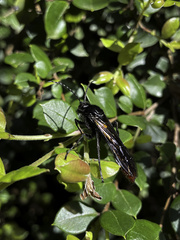 Elaphroptera