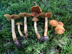 Aureonarius limonius