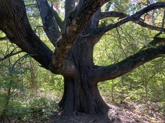 Quercus ellipsoidalis