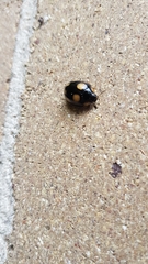 Paropsisterna sexpustulata