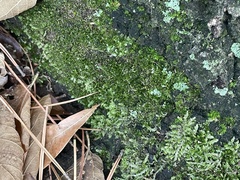 Brachytheciaceae