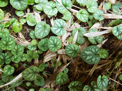 Viola formosana