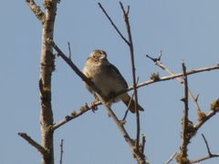 Ammodramus humeralis