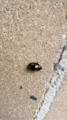 Paropsisterna sexpustulata