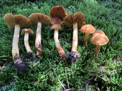 Aureonarius limonius