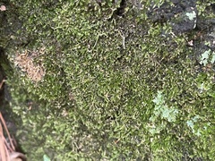 Brachytheciaceae