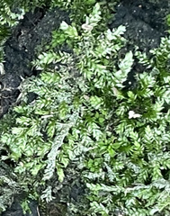 Brachytheciaceae