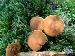 Aureonarius limonius