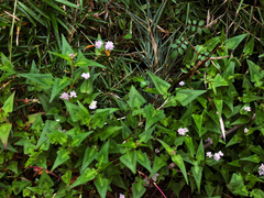 Persicaria runcinata