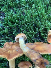 Aureonarius limonius