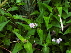 Persicaria runcinata