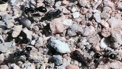 Veromessor pergandei