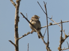 Ammodramus humeralis